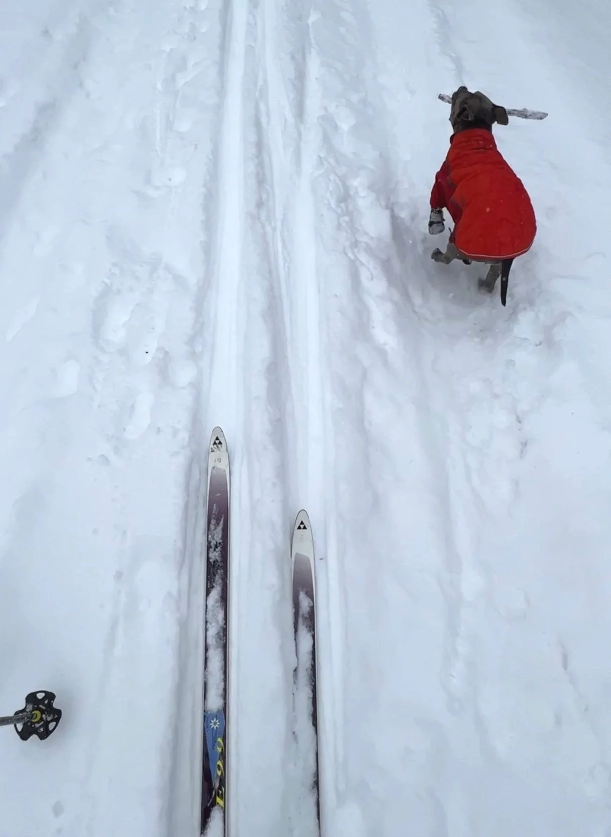 Tips for Crossing Country Skiing with Dogs — Jones Guides