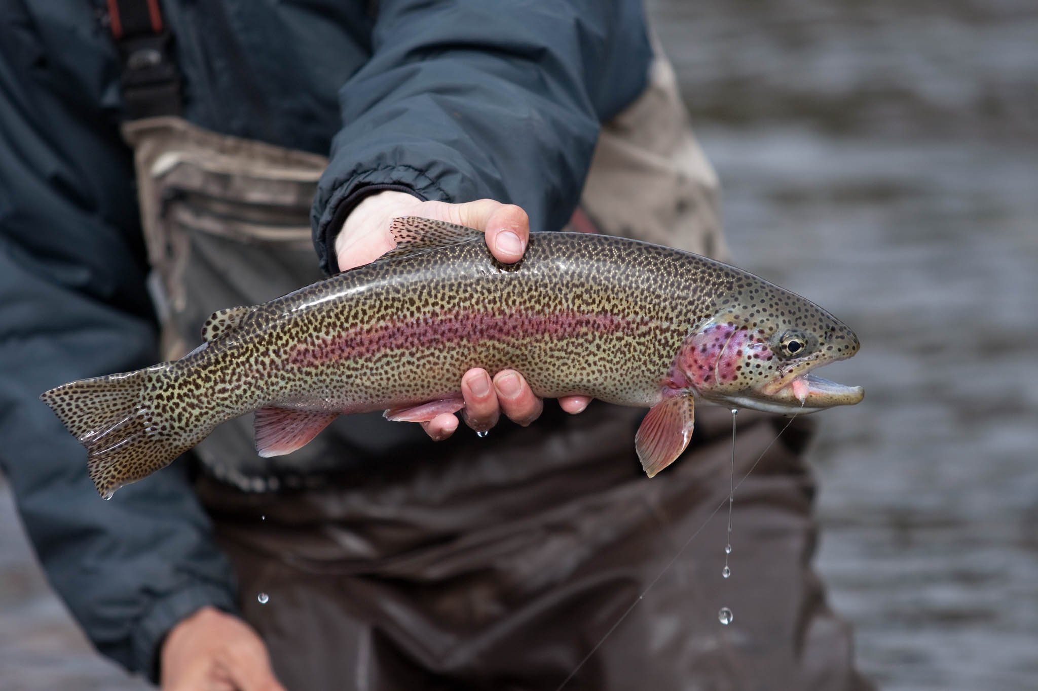 The Best Guided Fly Fishing Crested Butte