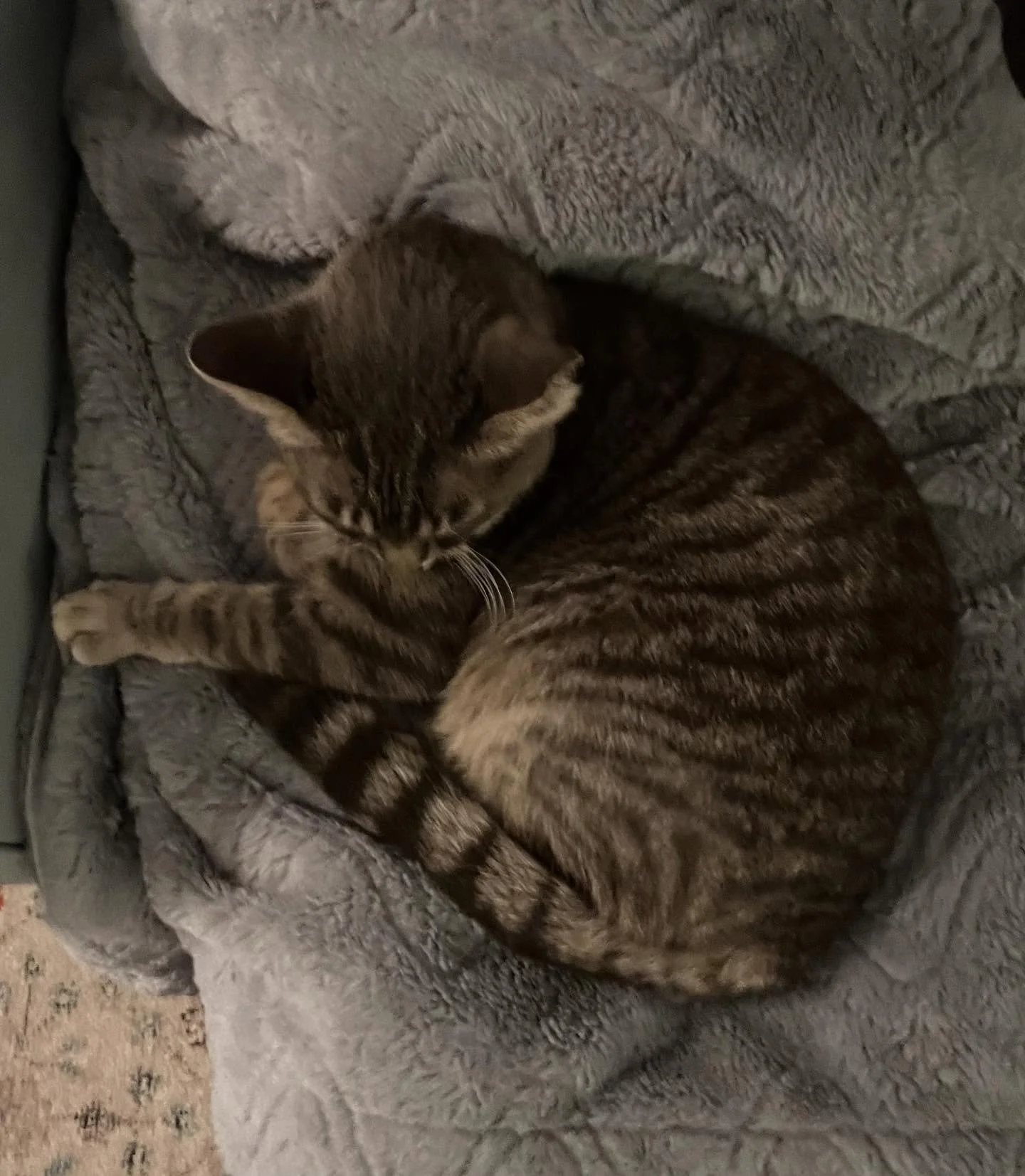 It's officially autumn at my house when #reesetheferal comes inside to nap on my lap. But only if there's a blanket.  She's pretty comfortable&ndash; maybe I should cancel all my patient appointments this morning. 🐈&zwj;⬛✨🖤

#chosen #formerlyferal 