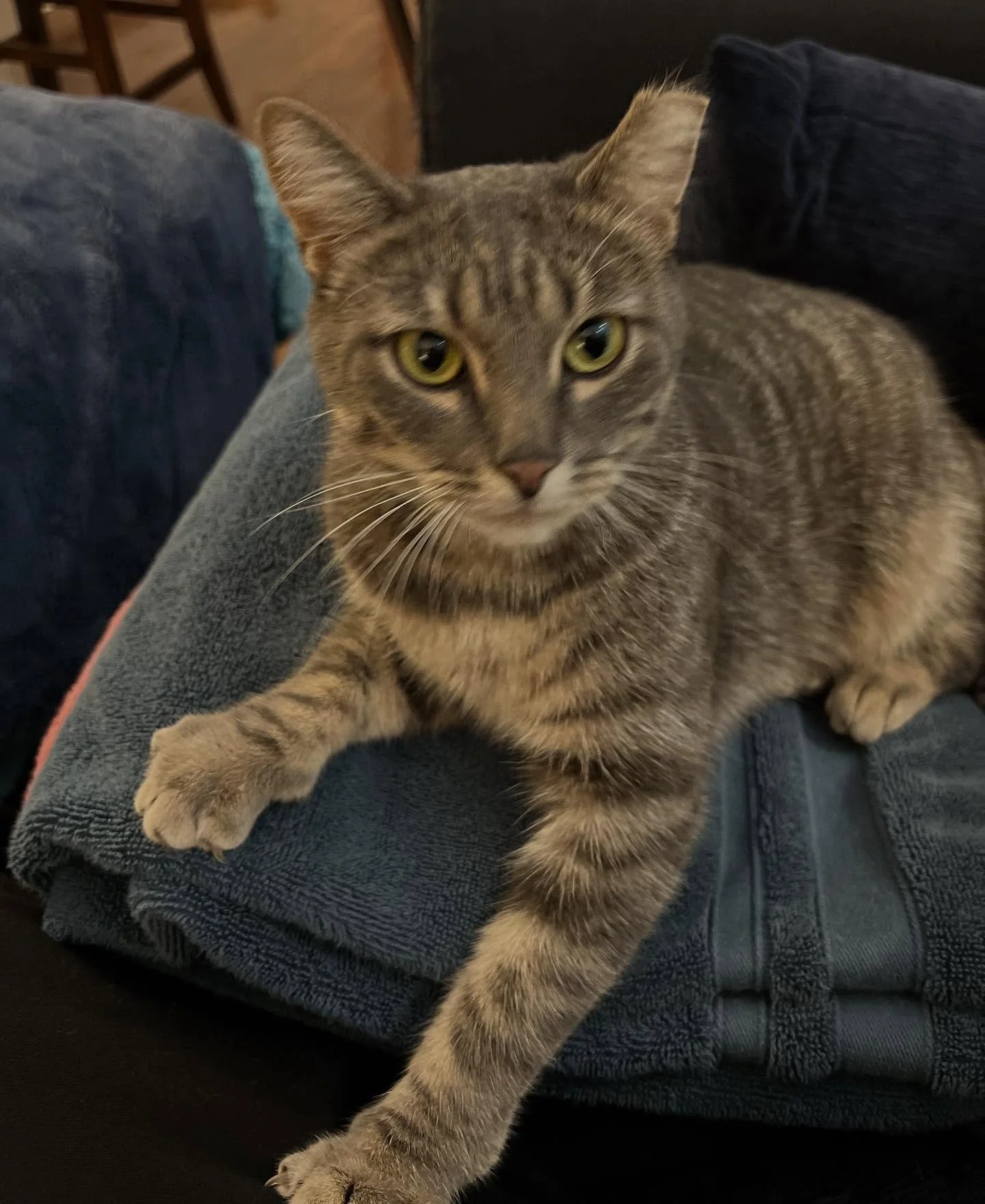 I'm not judging you for not voting for me for Best of Walworth County, but Reese certainly is. 

Doesn't matter where you live, you can vote for me. Every damn day until November 16. 

I appreciate your support. ✨🖤

Voting link below. Choose the Bea