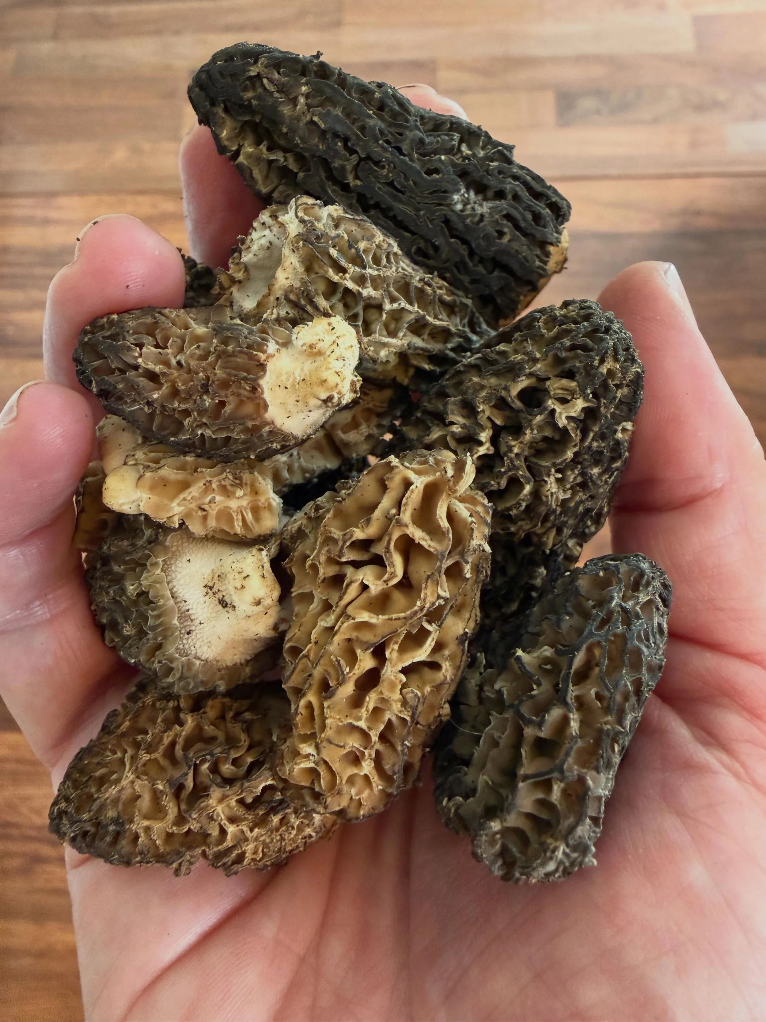 "All mushrooms are edible; some only once." &ndash; Czech saying

I'm an acupuncturist and nutritionist. One of the main tenets of the medicine I practice is to eat in harmony with the season. Its spring. Morel mushrooms and the tender shoo