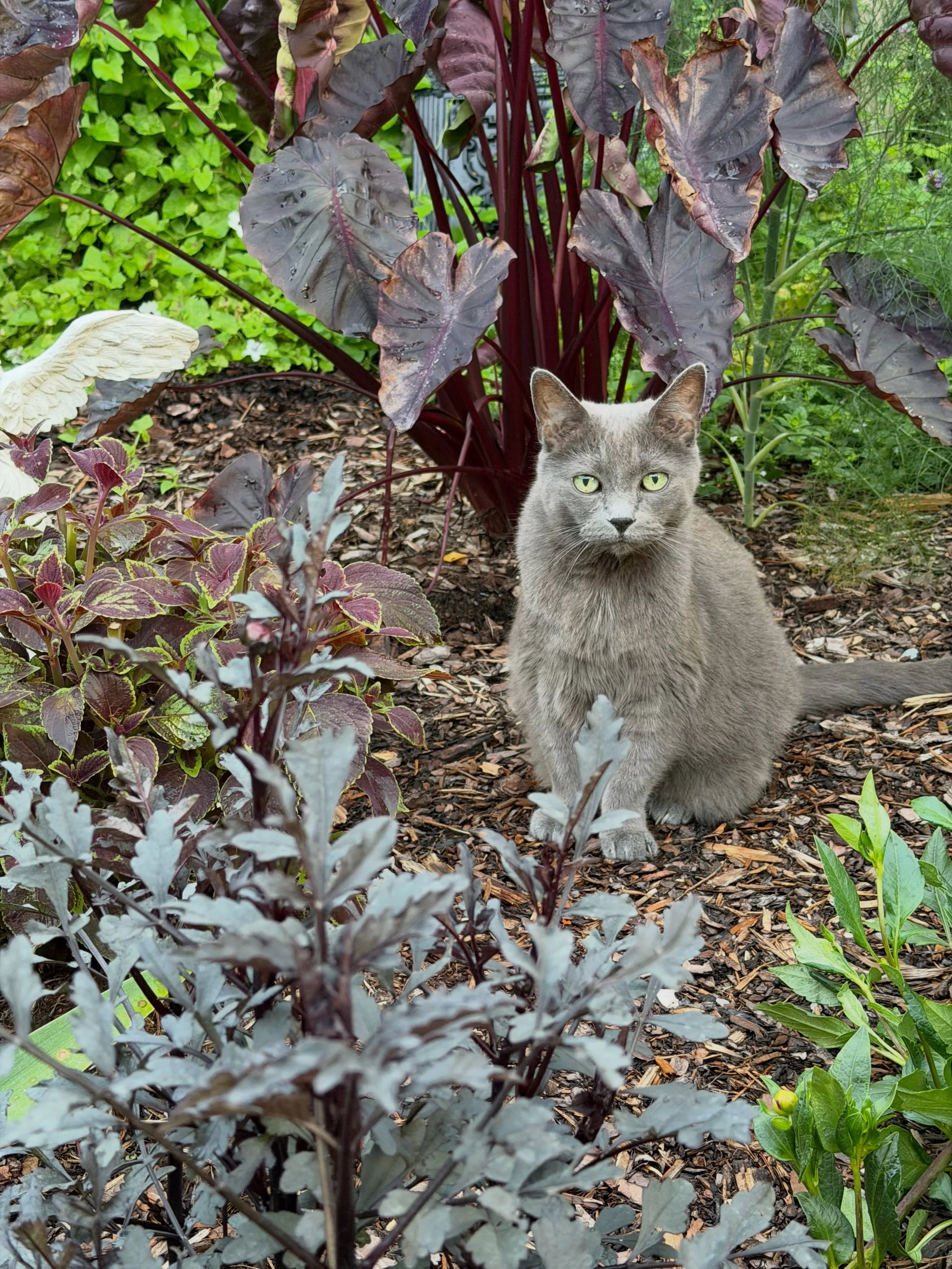 #augustmeettheacupuncturist2026 What did you do before you became an acupuncturist/herbalist?
I was a landscape designer and professional gardener. I had fun using the earth as my canvas creating all sorts of spaces for clients: entryway gardens, poo