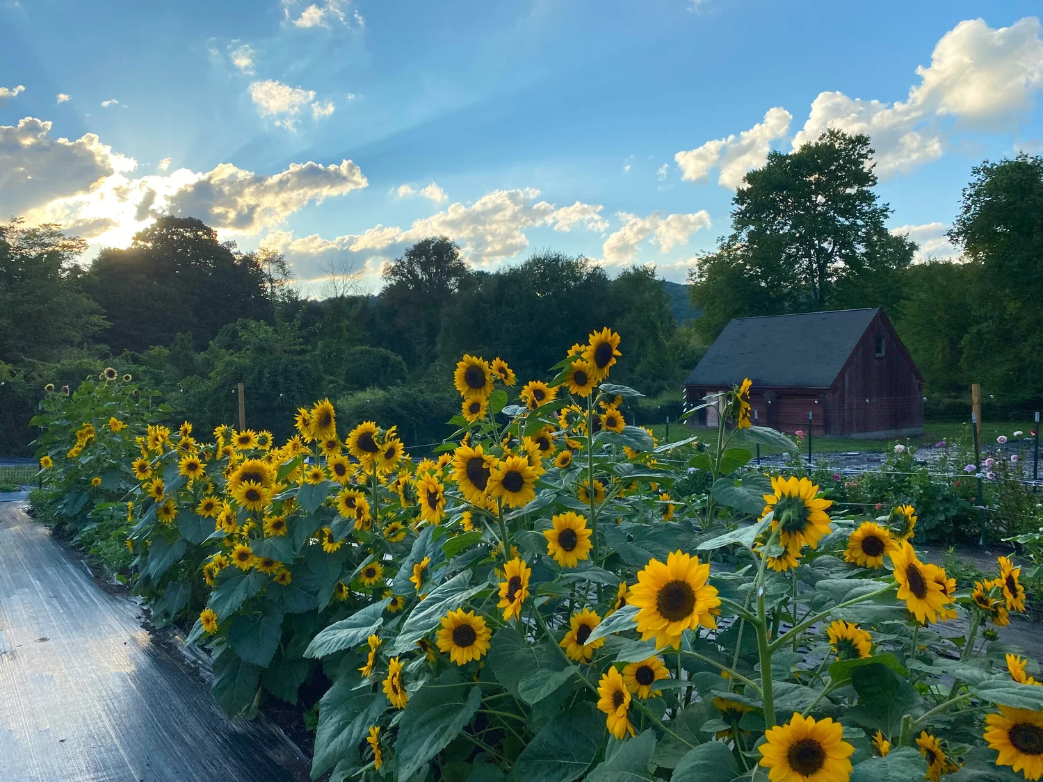 Visit The Farm — Honeybee Grove Flower Farm