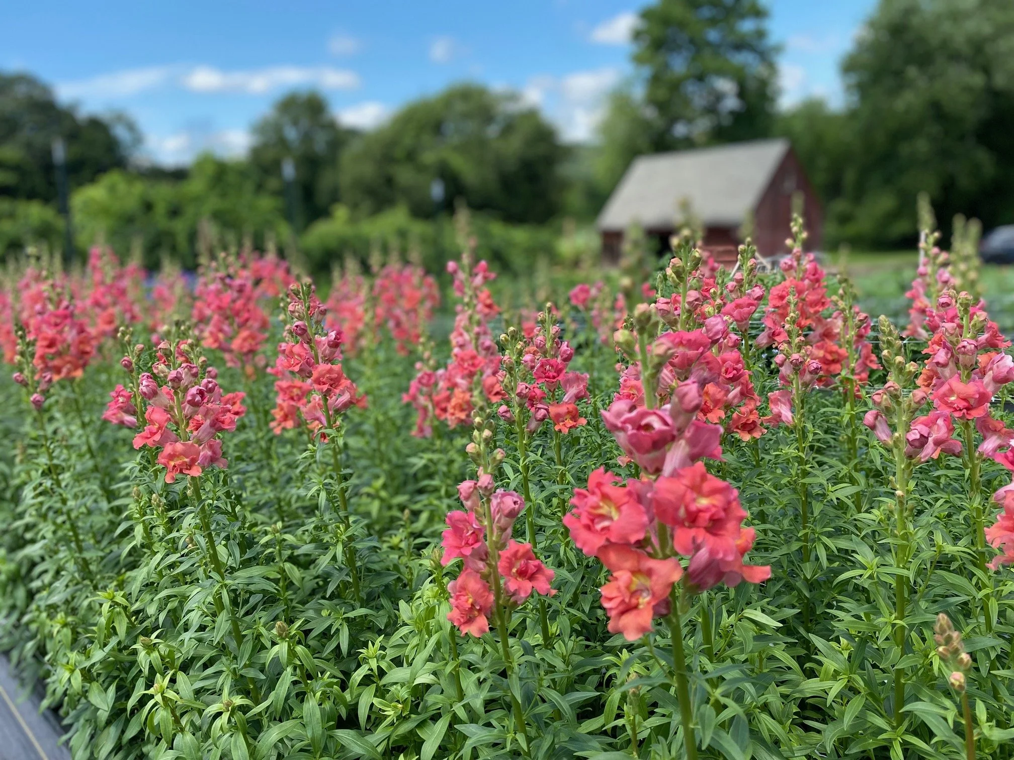 A field of pink snapdragons with red barn in background