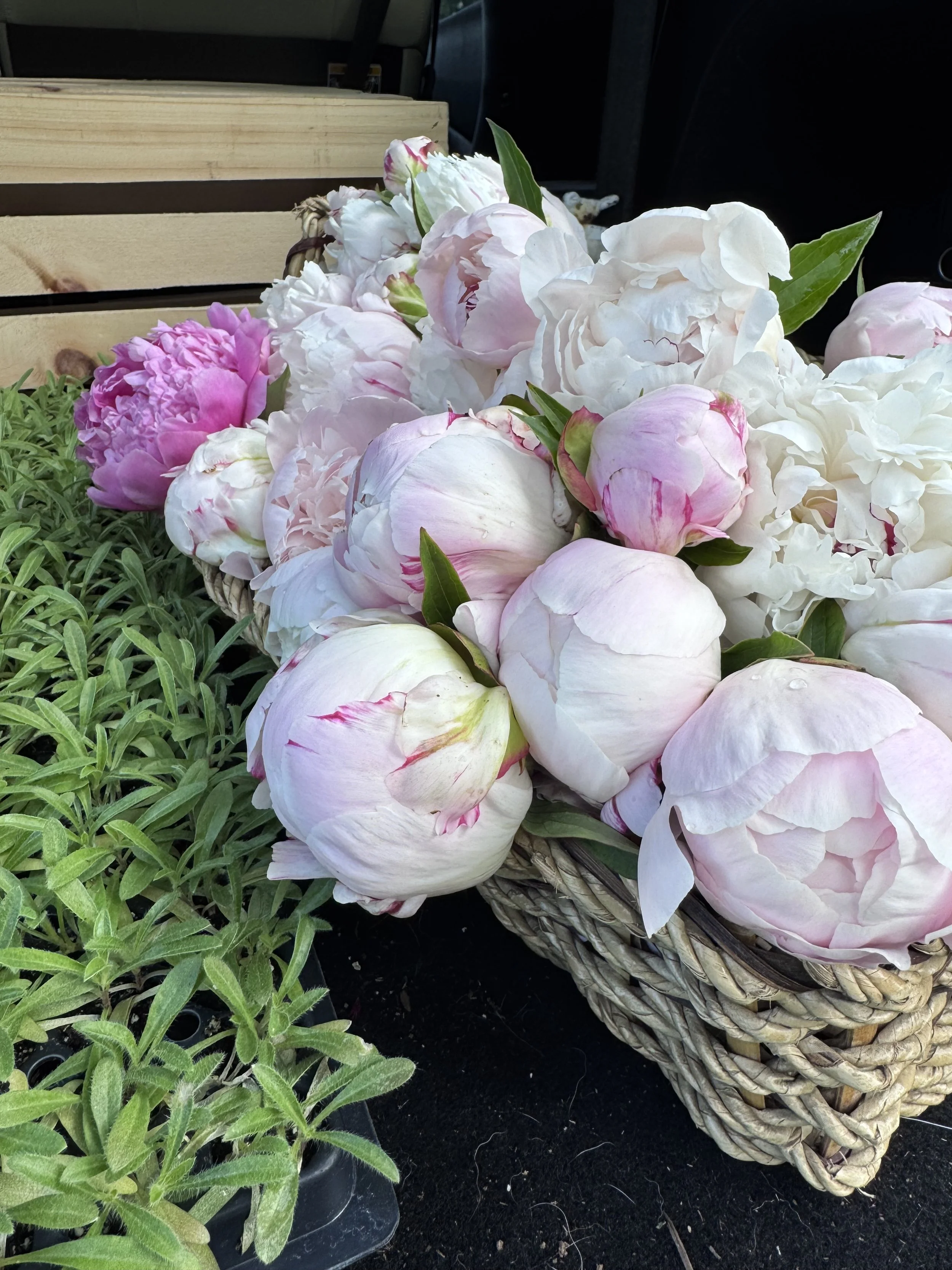 Basket of blush colored peonies