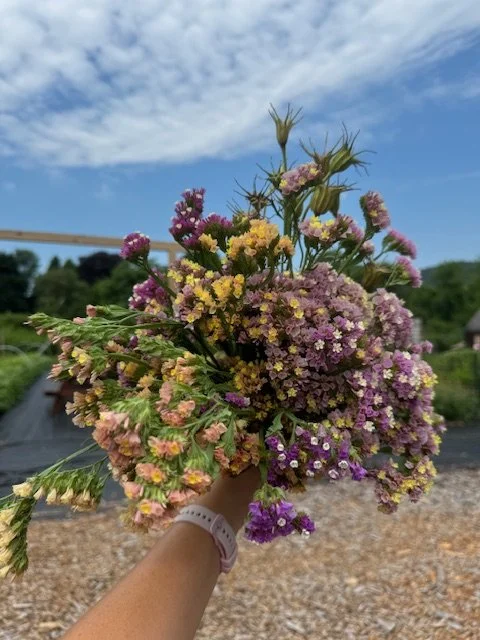 A  handheld bunch of statice in apricot and purple colors