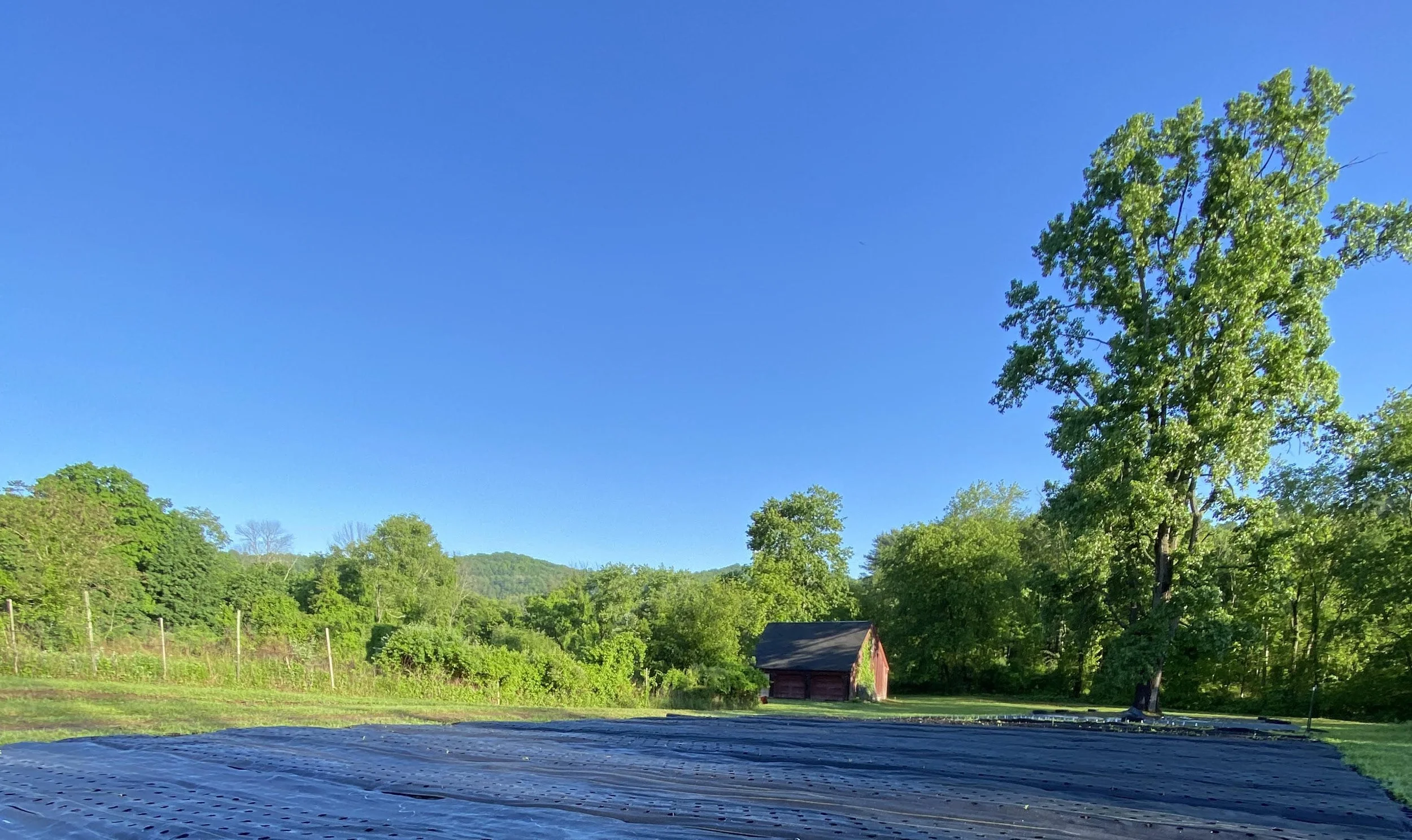 Visit The Farm — Honeybee Grove Flower Farm