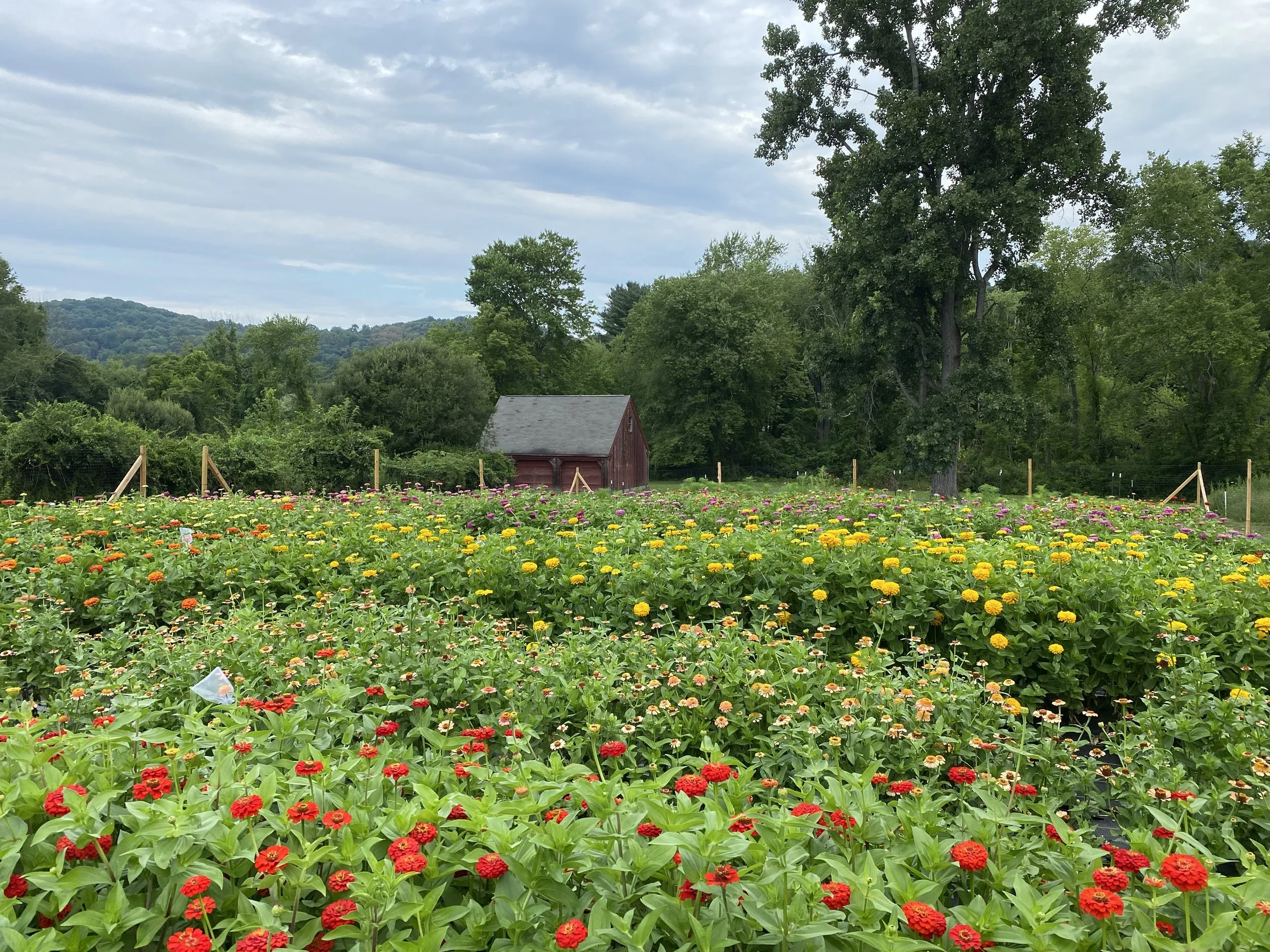 Zinnia field in bloom with fence and barn in background