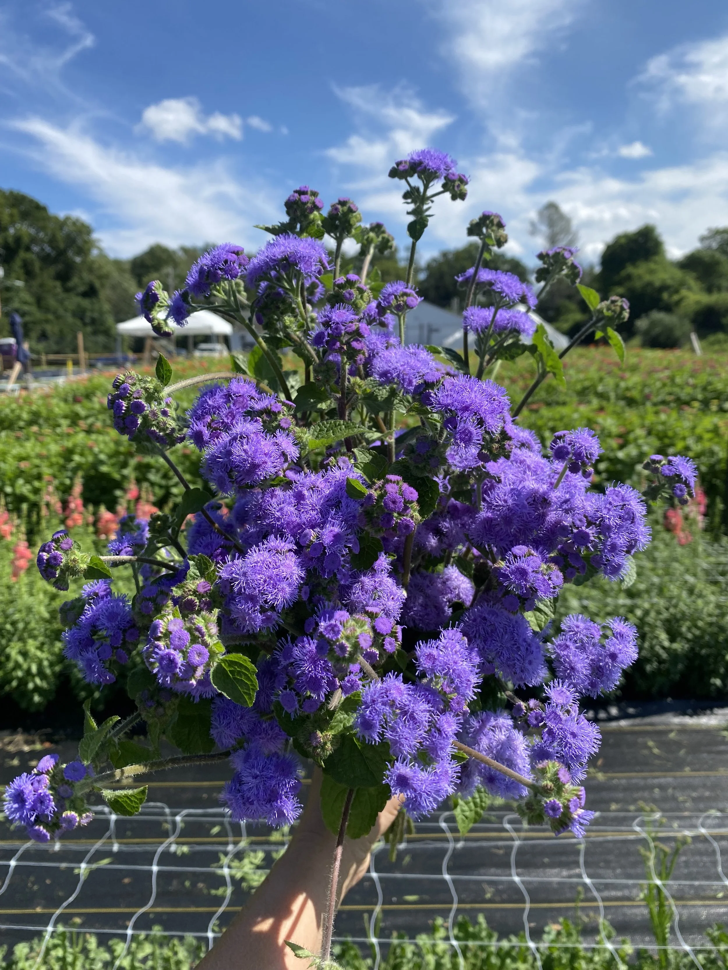 Handheld bunch of purple ageratum