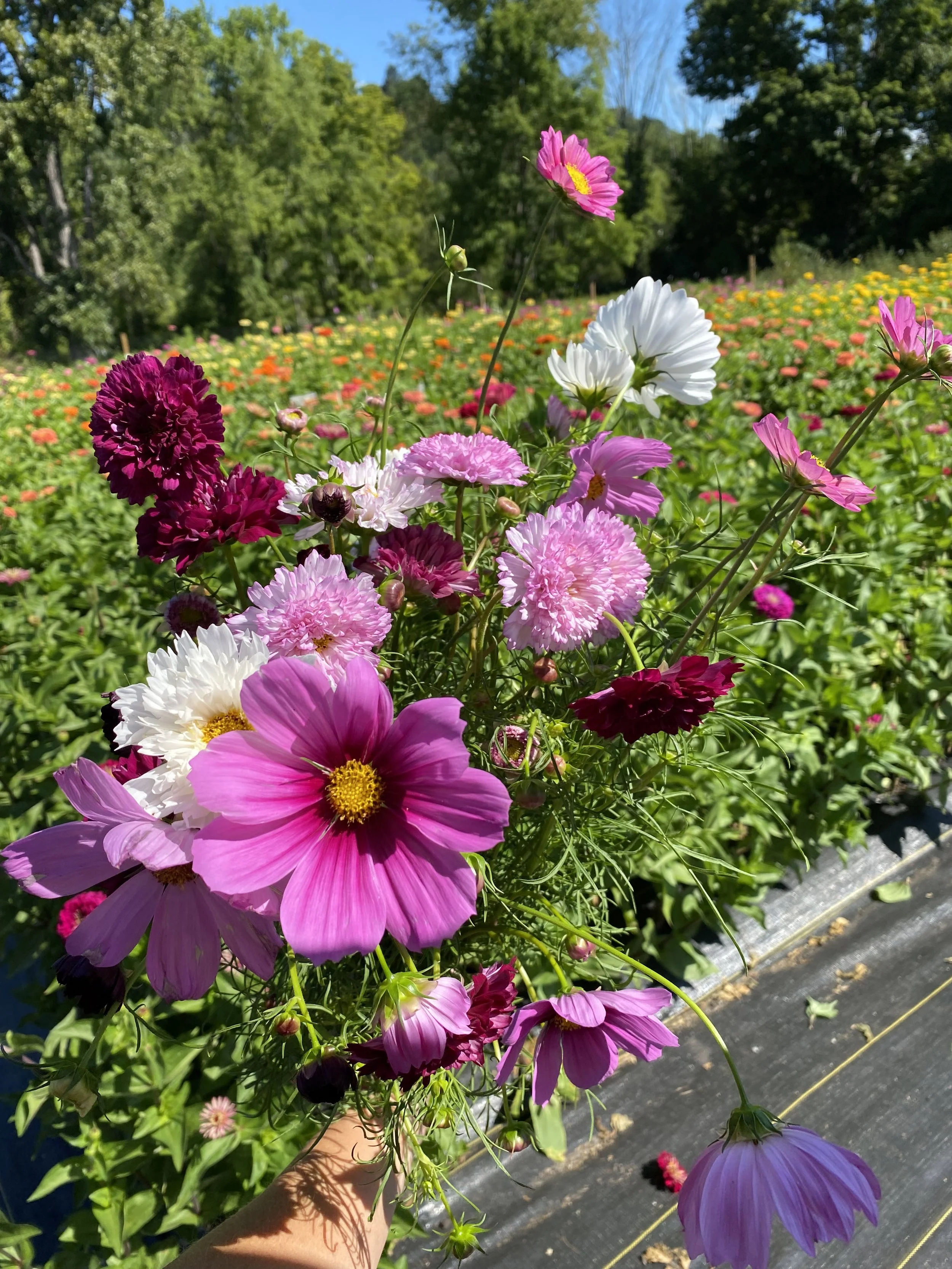 purple and white cosmo flowers with field in background