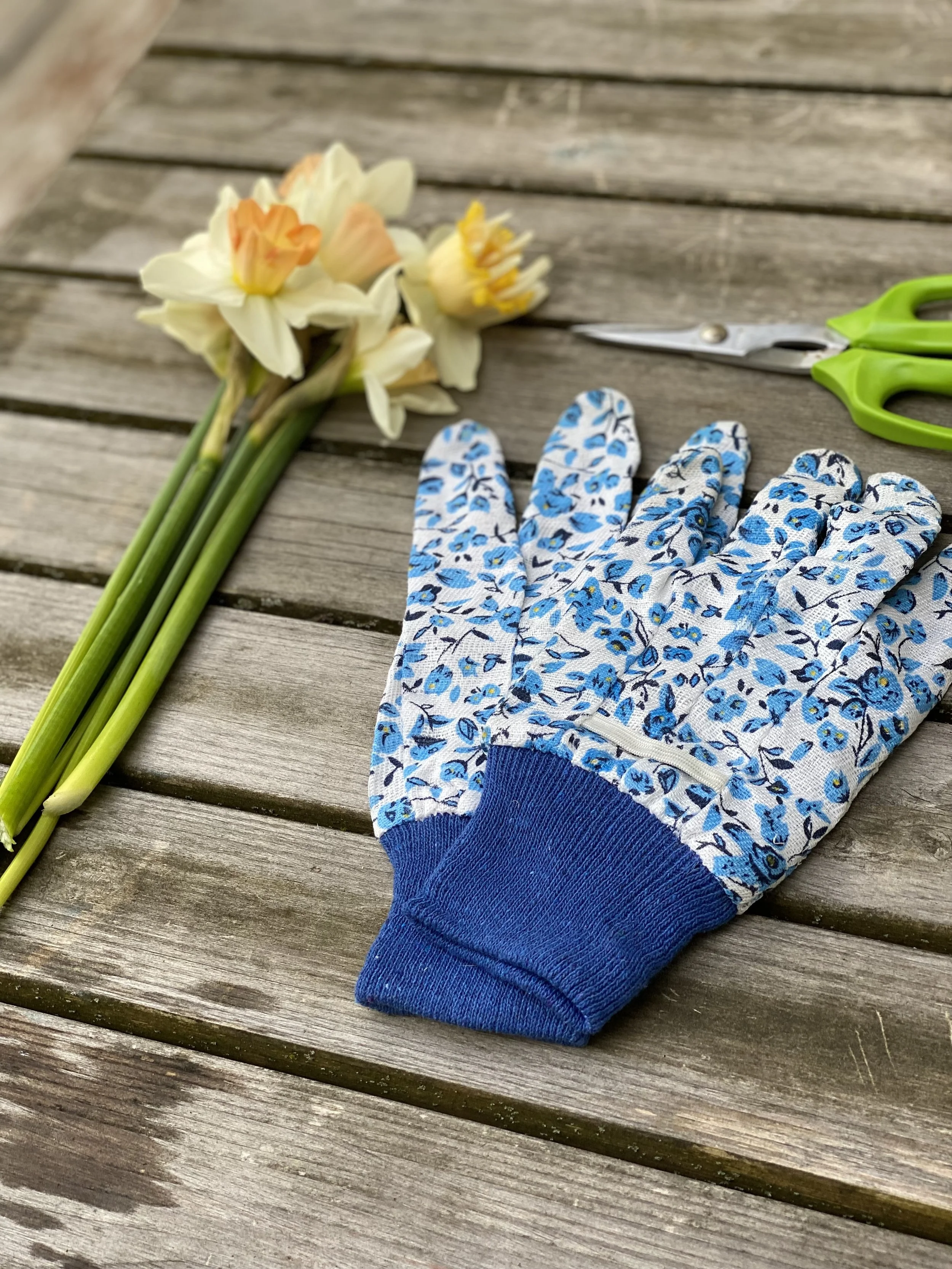 blue floral garden gloves with garden scissors and some daffodils