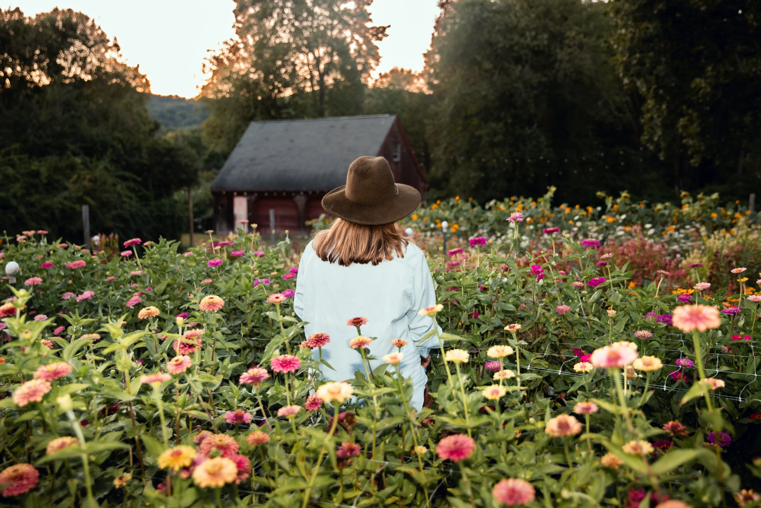 Farmer standing in a zinnia field picking flowers with barn in background