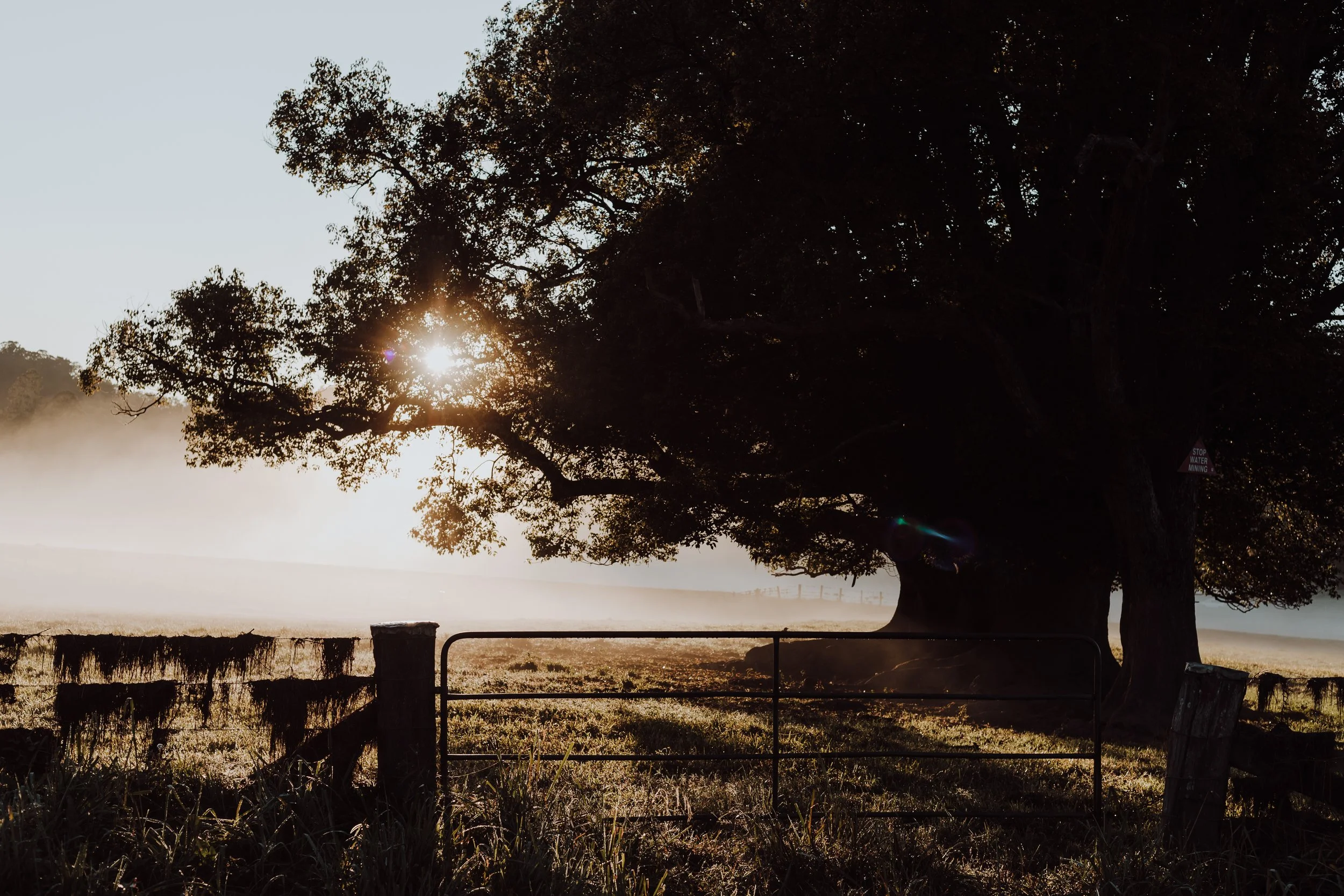 A large tree with dense leaves standing behind a wire gate, with the sun shining through the branches, creating a misty atmosphere in the early morning or late afternoon.