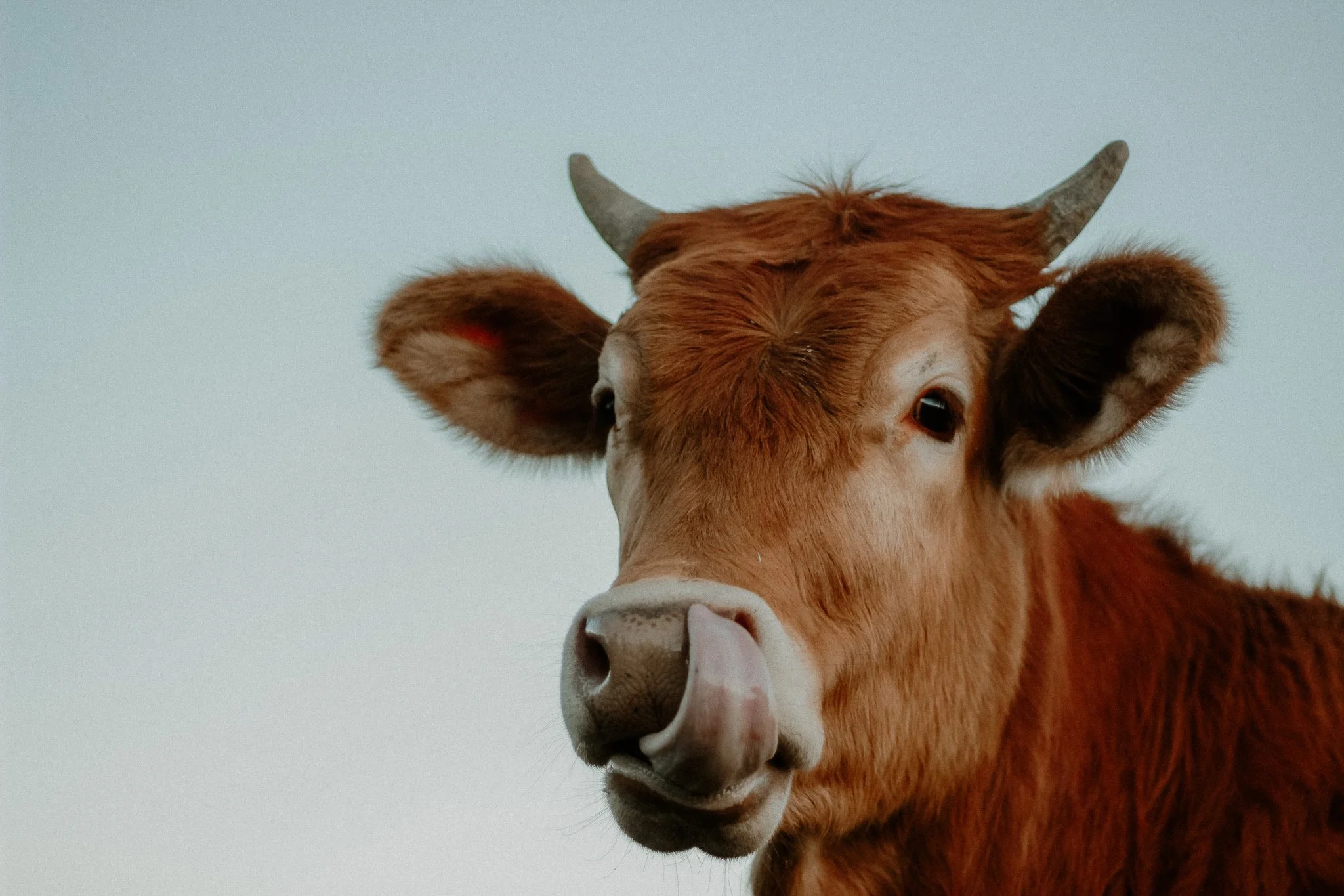 Close-up of a brown cow with its tongue out, against a pale sky background.
