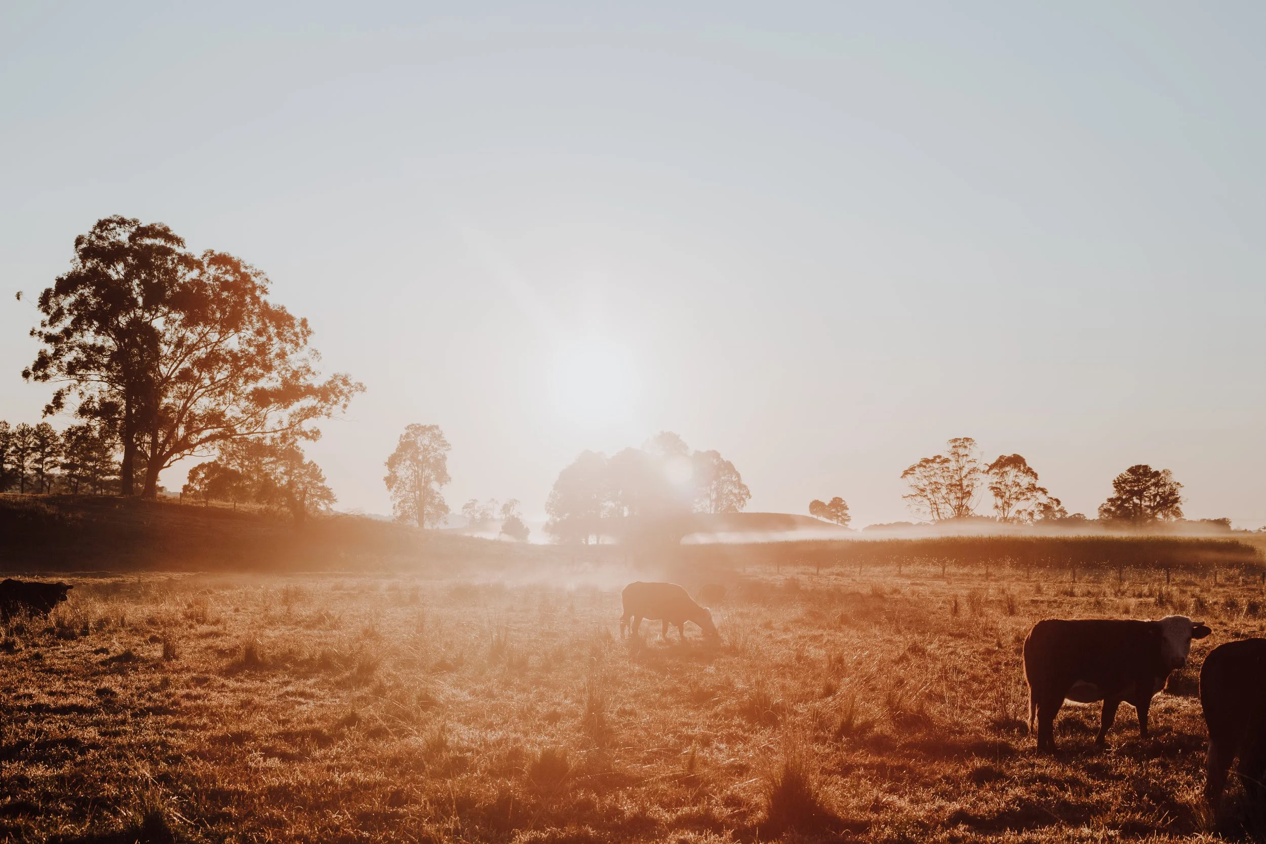 Cows grazing on a grassy field at sunset or sunrise, with trees in the background and sunlight creating a warm glow.