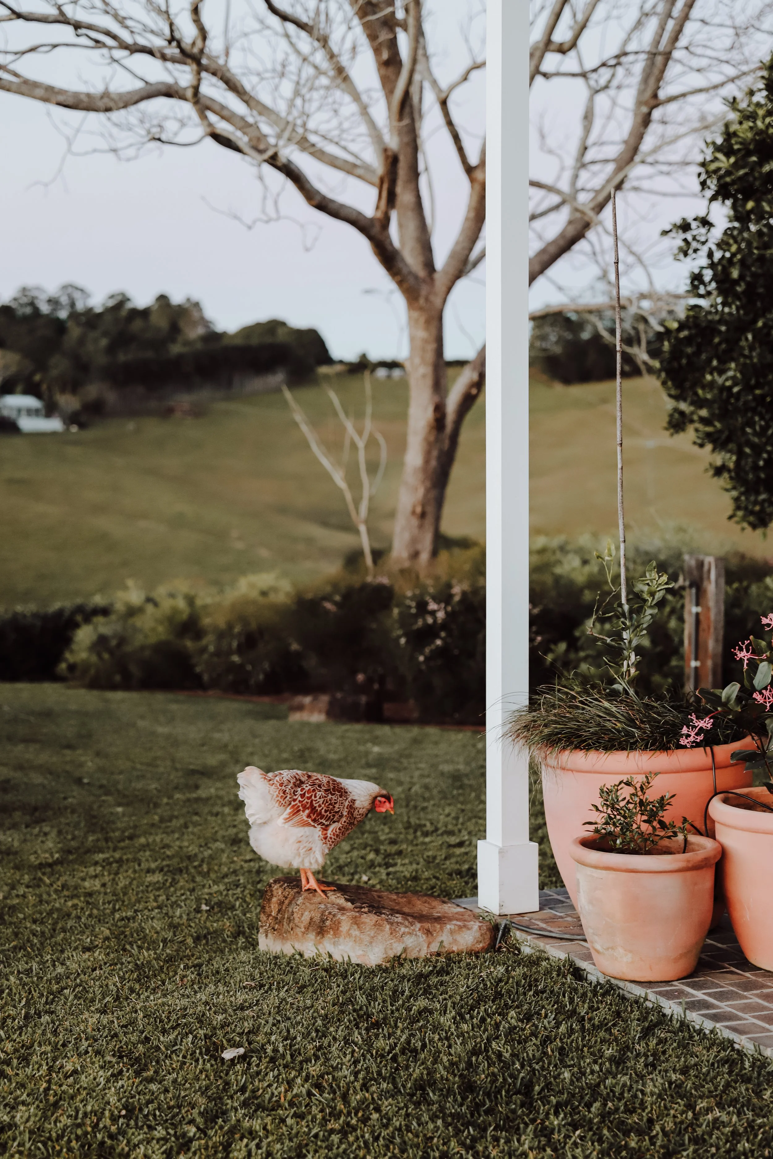 A small chicken standing on a log in a backyard with potted plants, a white post, a tree, and rolling green hills in the background.