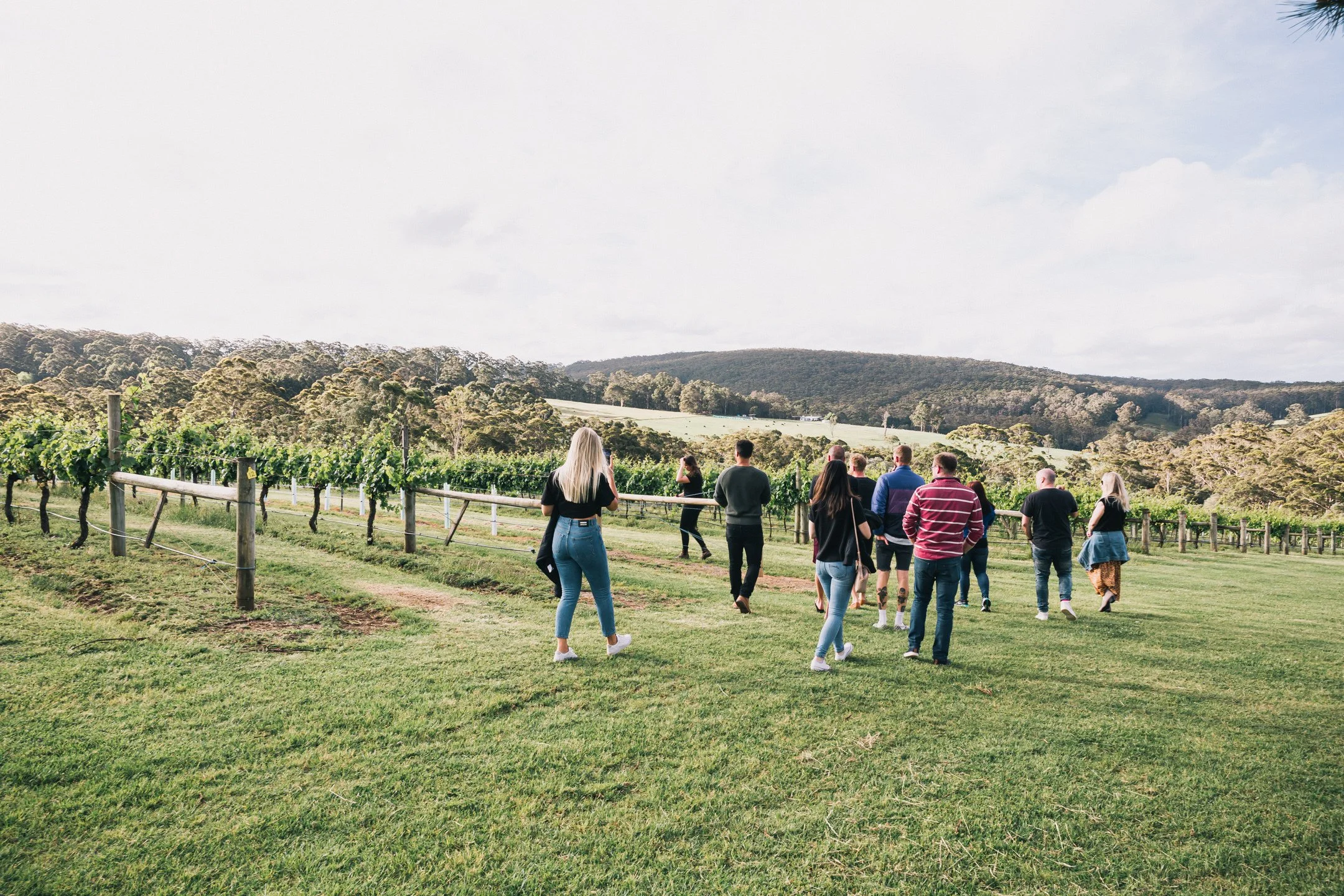 SinglefileWinesDenmarkWA