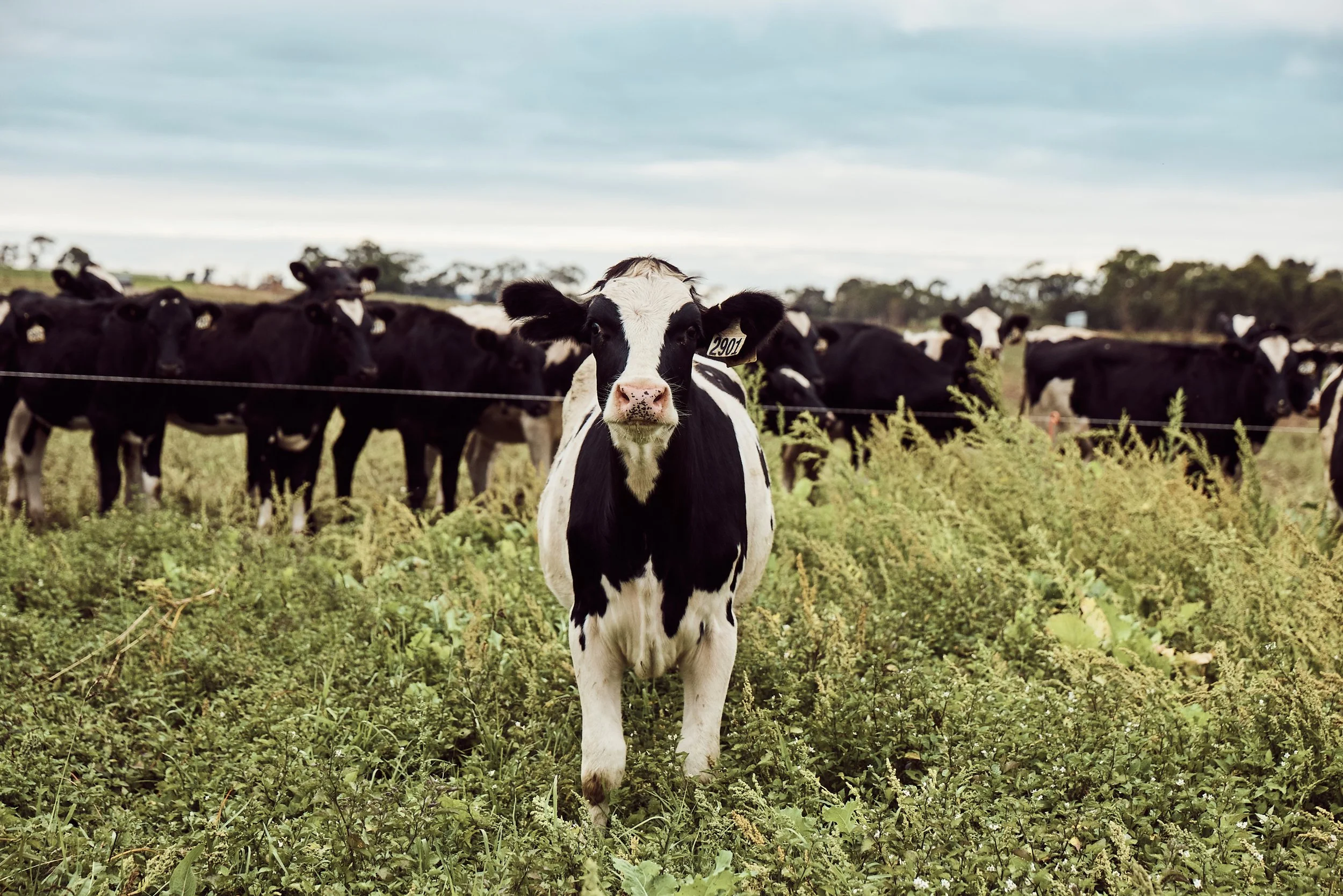 220330-BaxterFarmers-Sheppard-1014 copy.jpg