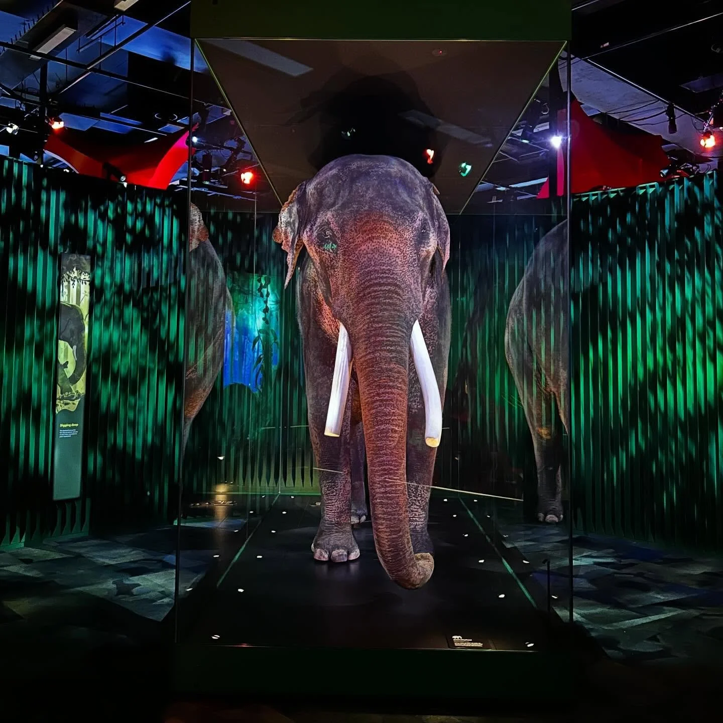 #bongsu at @melbournemuseum