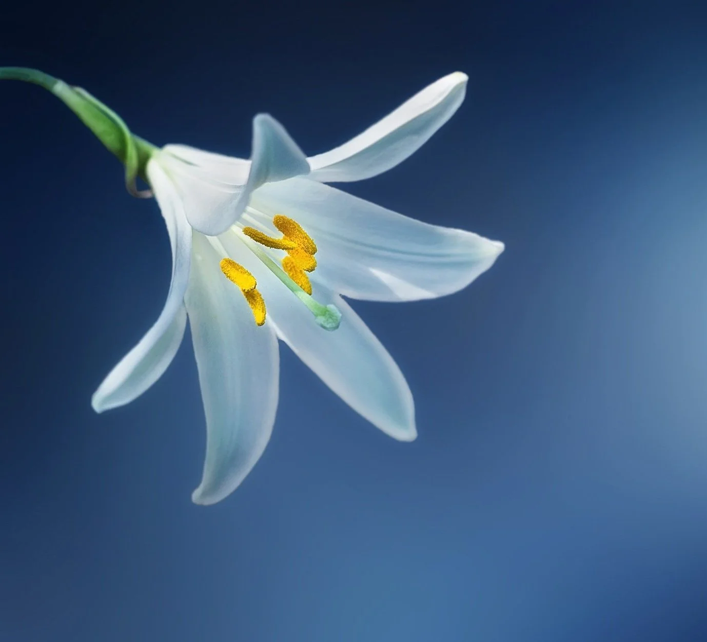 weiße Blüte mit gelben Stempeln vor blauem Hintergrund