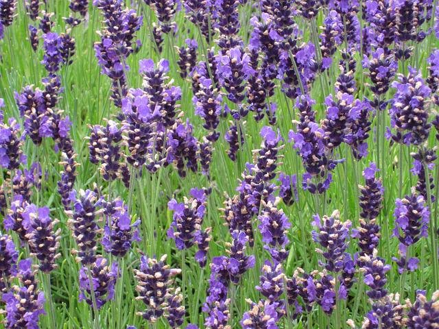 What's Essential About Essential Oils?