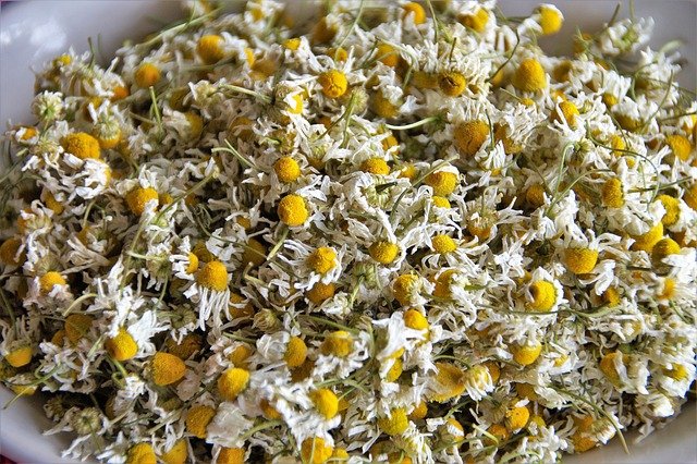 chamomile-5314041_640.jpg