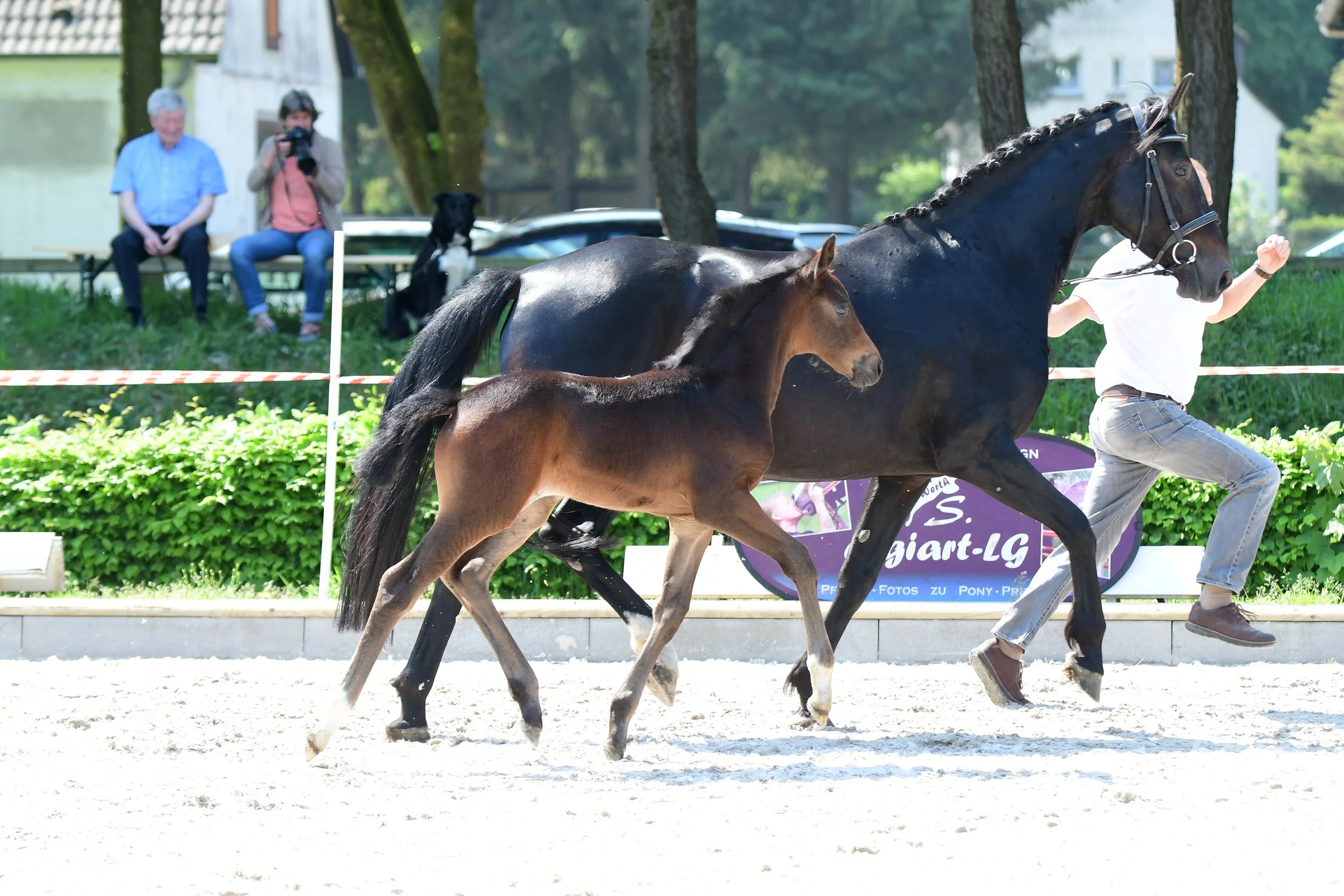 Donna Martilla Fohlenschau.JPG