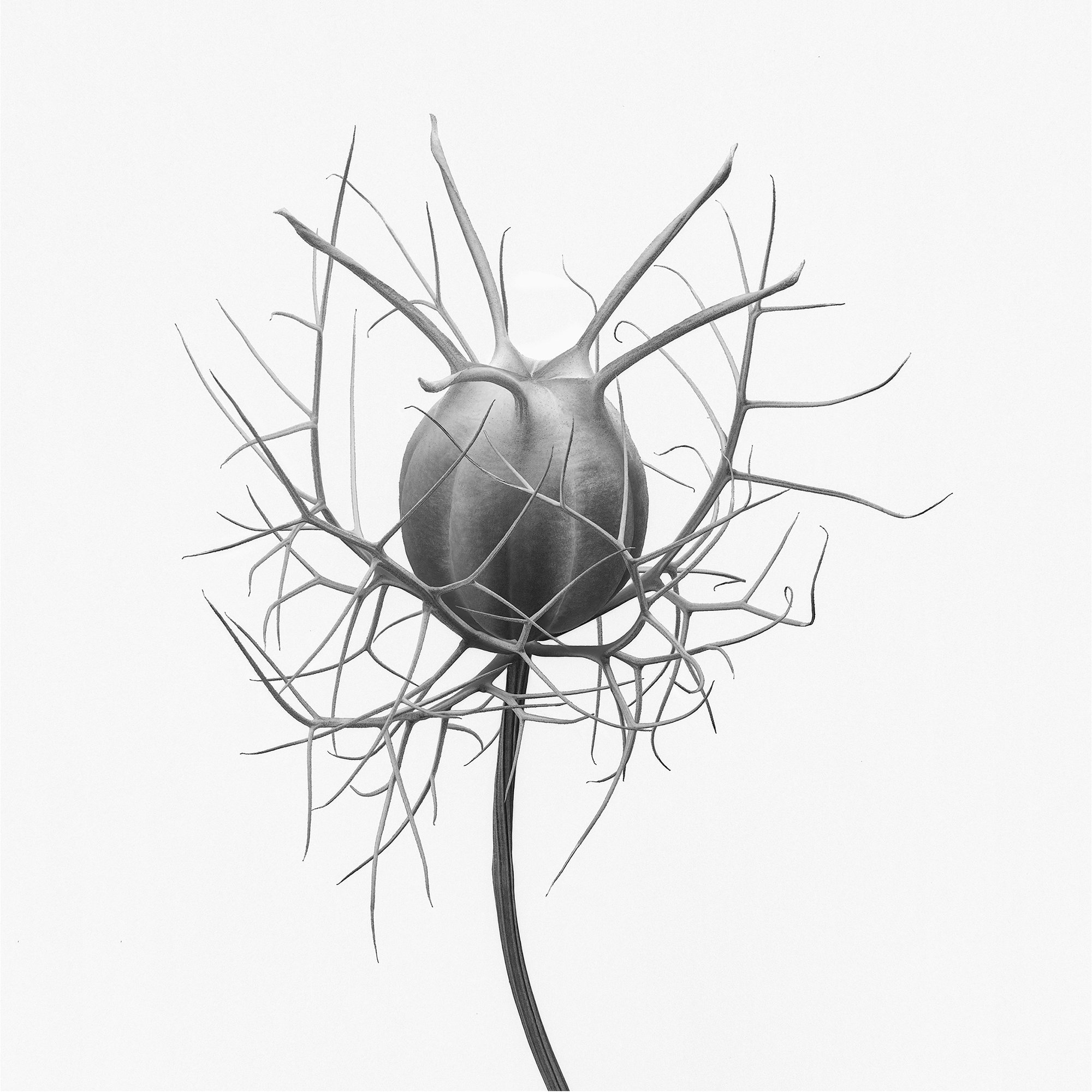 _Love in the mist Nigella damascena print.jpg