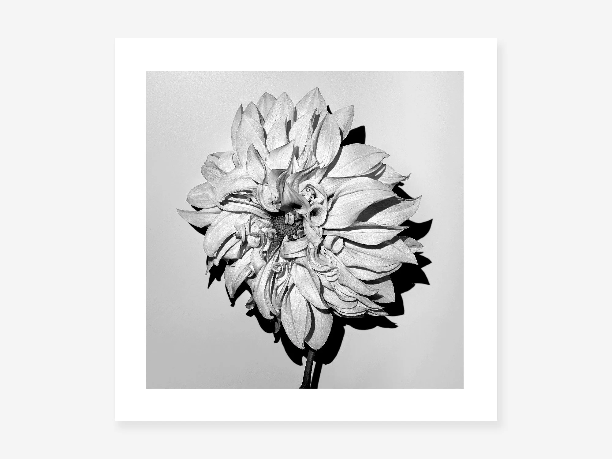 04 DAHLIA HYBRID