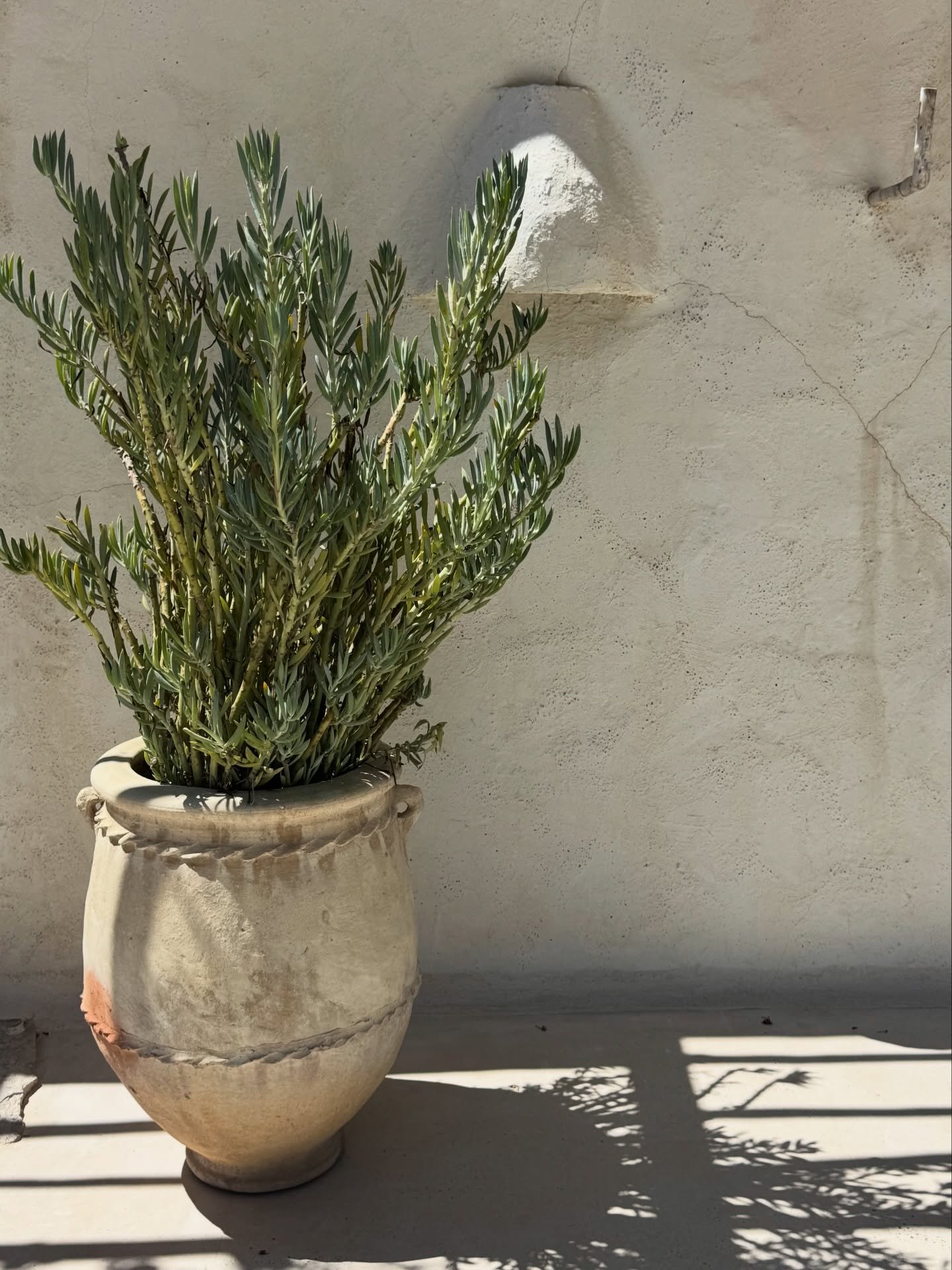 Plant.

That&rsquo;s all. And it&rsquo;s enough. Sometimes we get caught up in more. Adding something, stacking, layering, when sometimes the solution is subtracting, editing, simplifying.

#designlife #minimalistdesign  #editedspaces #mediterraneand