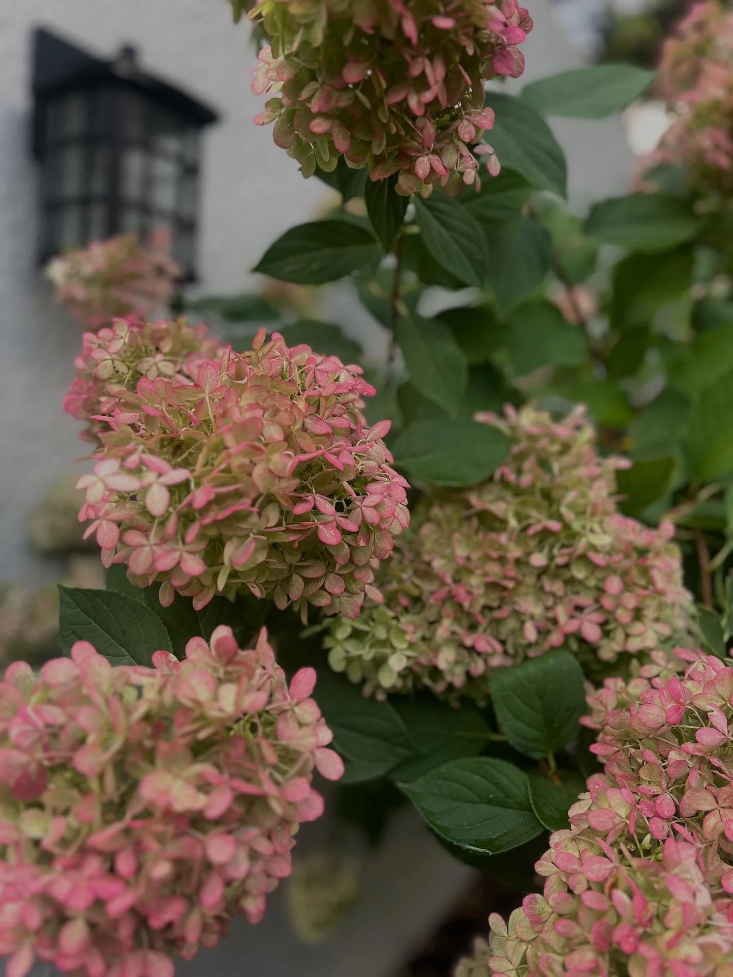 Obsessed with this beautiful Hydrangea tree!

#interiordesign #interior #interiordesigner #landscape_lovers #hydrangeaflower