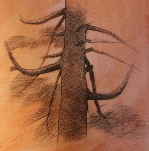 Tree #2  
7 x 6”  
Charcoal on toned Fabriano paper  
Purchased through The Copley Society of Art by The Langham Hotel, Boston, for their permanent collection, 2021