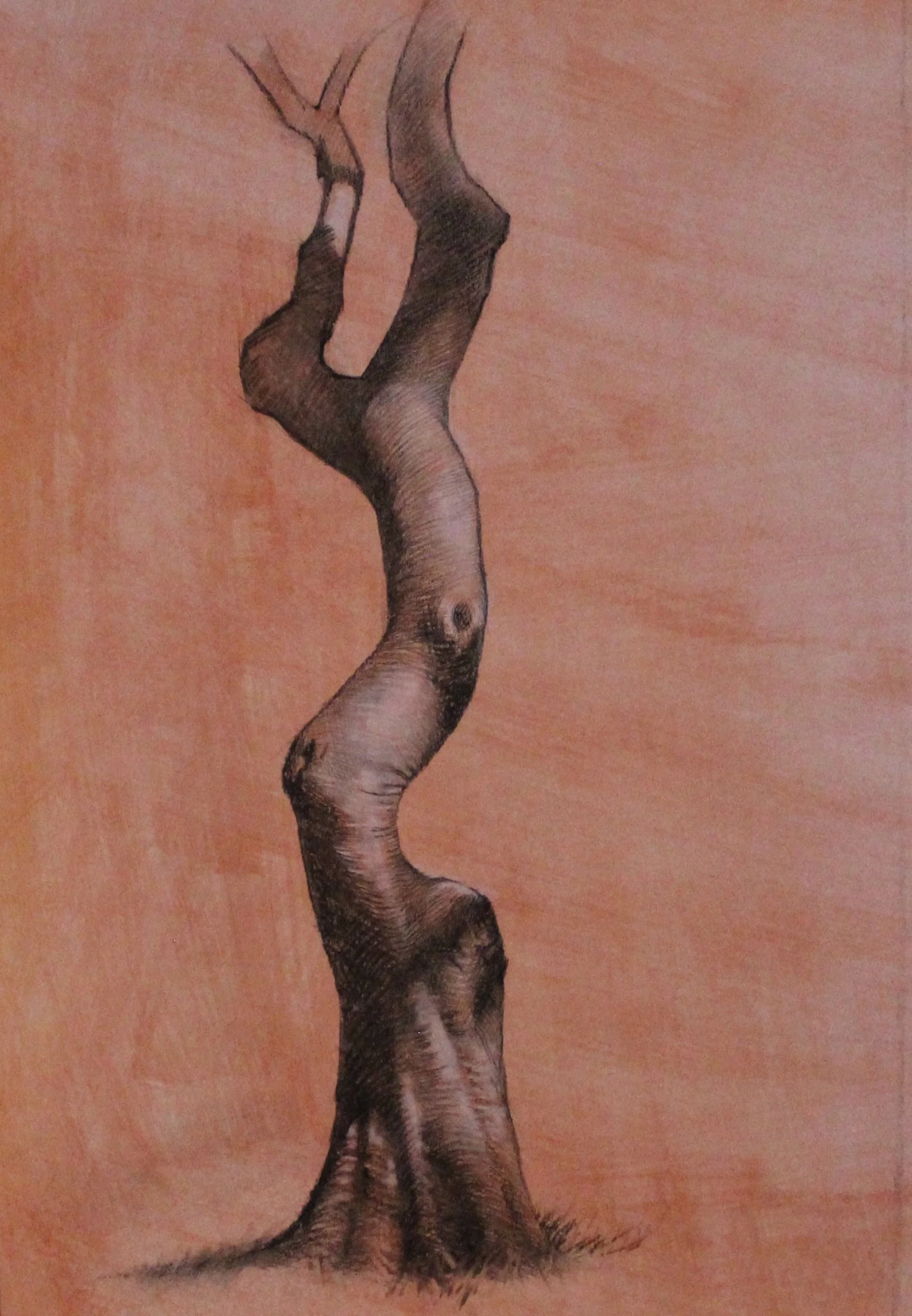 Tree #1  
14 x 10”  
Charcoal on toned Fabriano paper  
(Private collection)