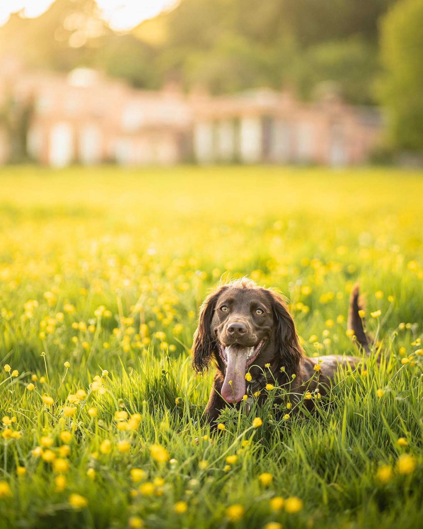 It turns out that Willow is a huge fan of the huge buttercup meadows at @ntkillerton 💛

The display they&rsquo;re giving now is absolutely stunning. I feel so lucky this beautiful estate is just a stone&rsquo;s throw from home. 

@nationaltrust @nat