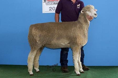 2nd Yearling Ewe
sold to Reister Farms, WA
2016 National Corriedale Sale