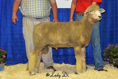 Friesz 566
1st Place February Ram Lamb
National Corriedale Junior Show
2015 North Dakota State Fair
