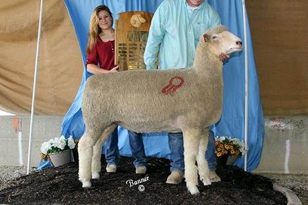 National Grand Champion Ewe
1st Class III Yearling Ewe & Best Fleece
Dammed by Friesz 126 - From Wolf Bros., OH