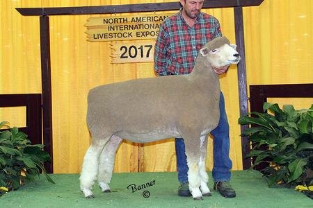 Reserve Senior Champion Ewe
2017 NAILE