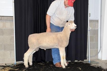 2nd Place January Ram Lamb

2019 Big Ohio Sale
