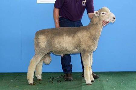 2nd February Ram Lamb & Best Headed
sold to Roger Clark, OH
2016 National Corriedale Sale