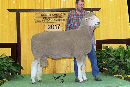 Reserve Senior Champion Ram
2017 NAILE