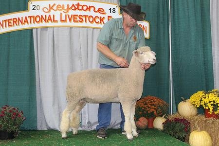 2nd Place Yearling Ewe
2018 KILE