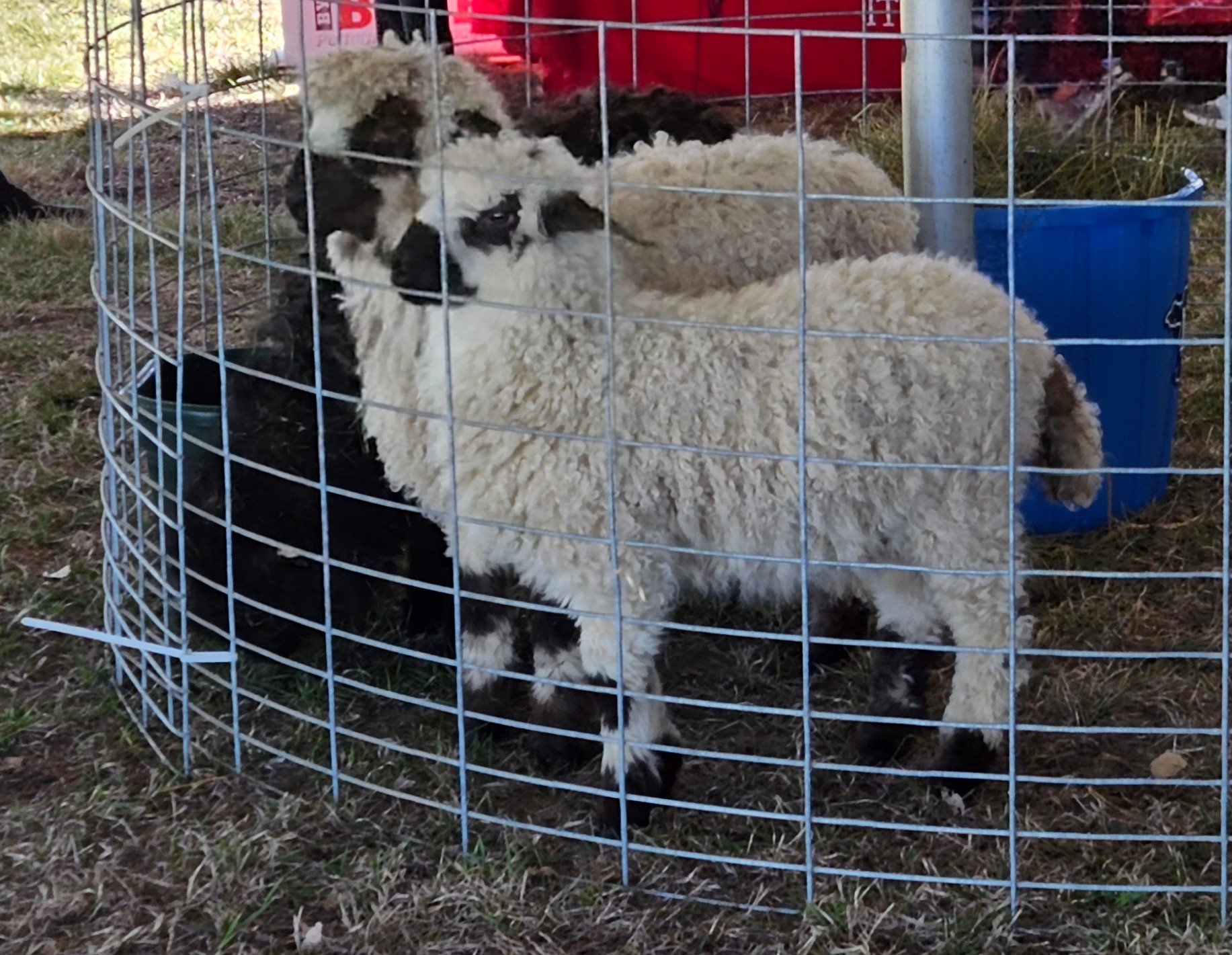 Valais Blacknose Sheep — Friesz Livestock & Friesz Family Farm, LLC