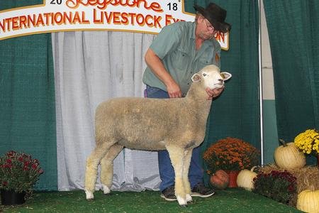 Grand Champion Sale Ewe
​2018 KILE