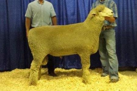 (Friesz 316) Supreme Ram
2014 North Dakota State Fair