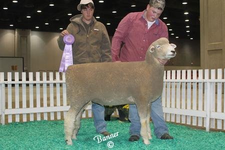 (J Friesz 104) Reserve Grand Champion Ewe
Junior Show
2012 North American International Livestock Exposition
3rd Yearling Ewe Open Show
Owned and Shown by Kody Wolf