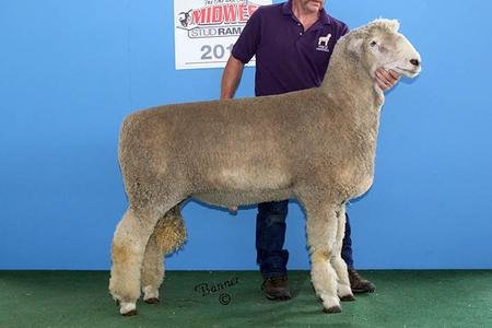 4th Yearling Ram
sold to Kim Bros., OH
2016 National Corriedale Sale