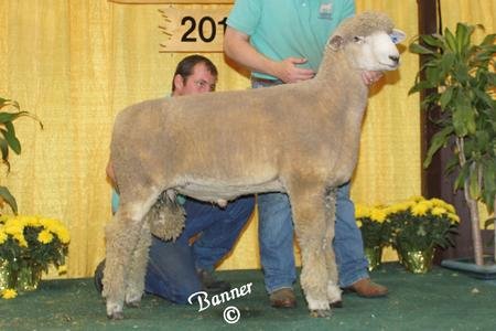 (J Friesz 246) Junior Champion Ram
2012 North American International Livestock Exposition
1st Place Junior Ram Lamb