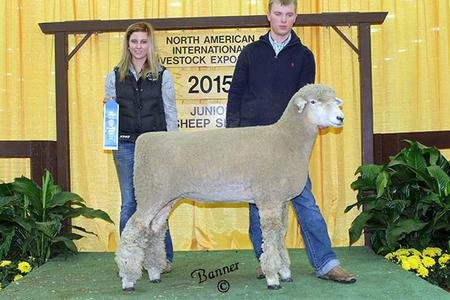 1st January Ewe Lamb
2015 North American International Livestock Exposition
