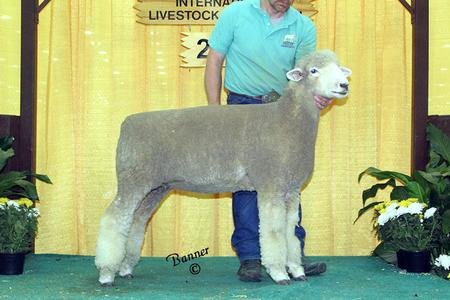 Best Fleece Corriedale Ewe (Friesz 635)
Our 2nd Straight Year Winning Best Fleece!
2016 NAILE